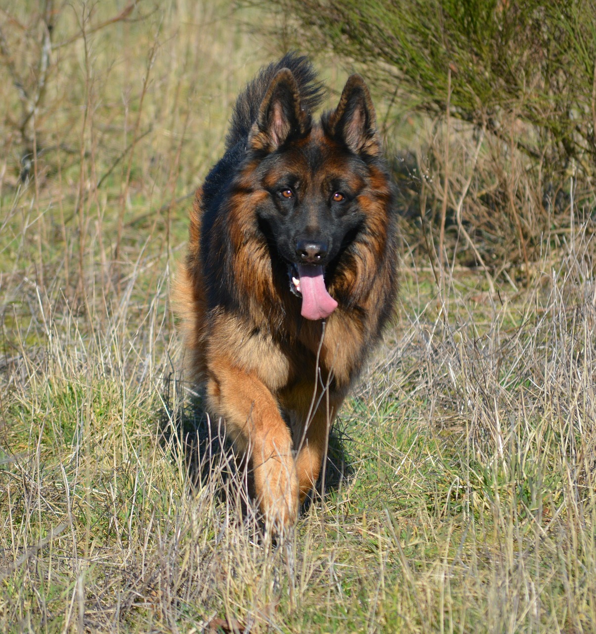 german shepherd shepherd almind free photo