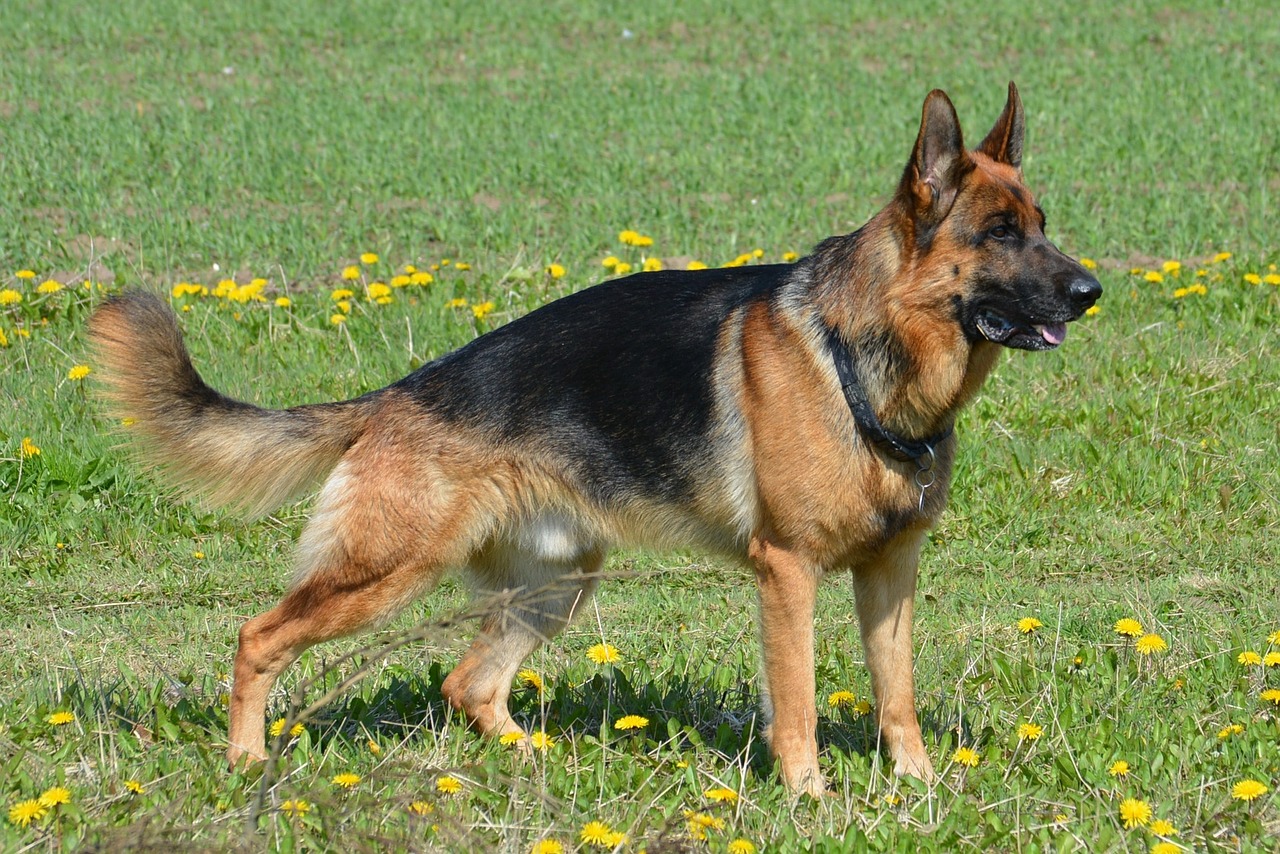 german shepherd shepherd almind free photo