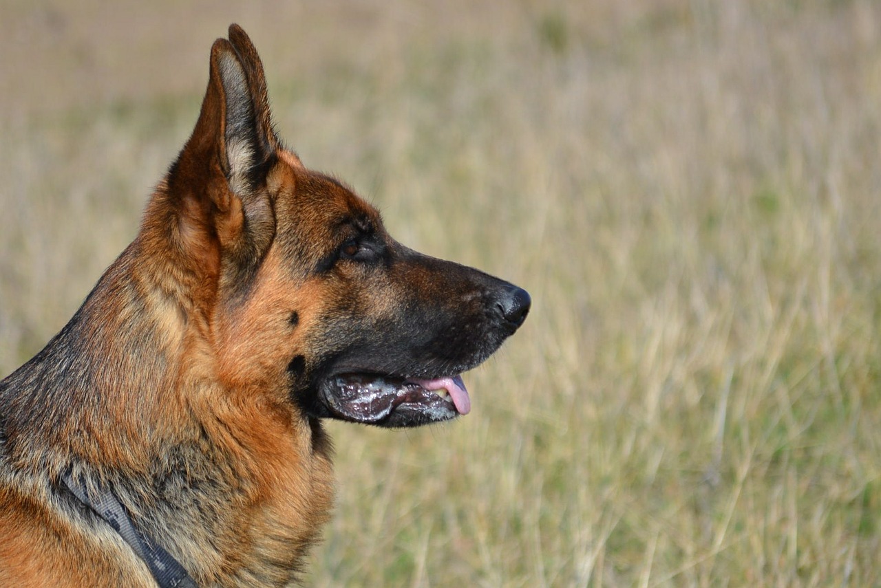 german shepherd shepherd almind free photo