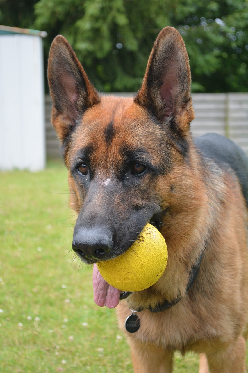 german shepherd shepherd almind free photo