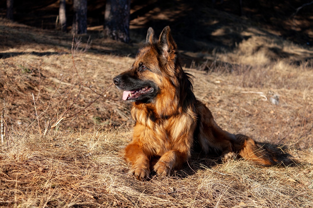 german shepherd  dog  shepherd free photo