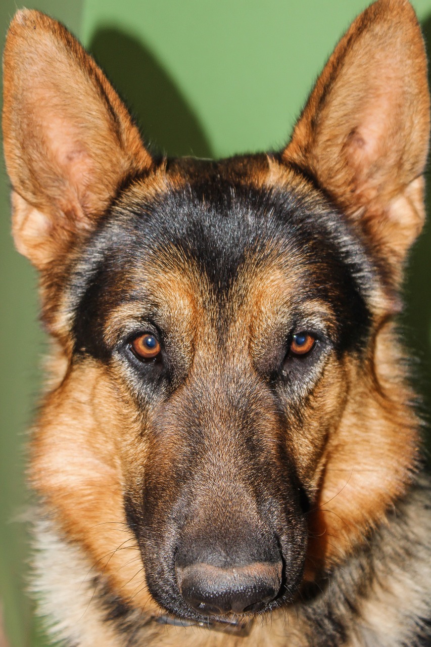 german shepherd dog animals free photo