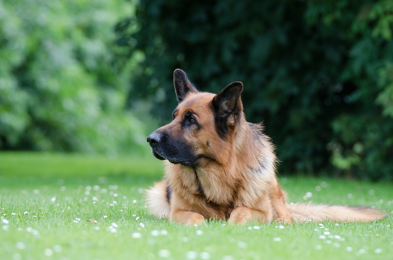 german shepherd black brown lying free photo