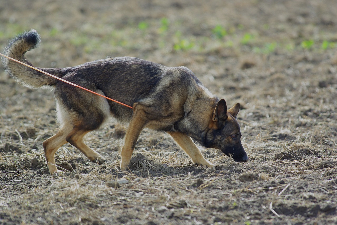 german shepherd dog tracking free photo
