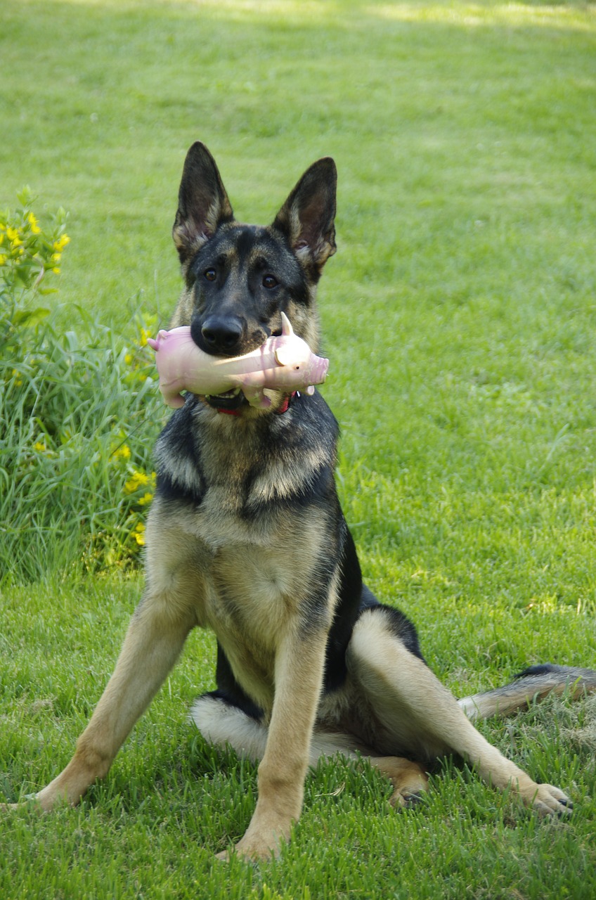 german shepherd dog young free photo