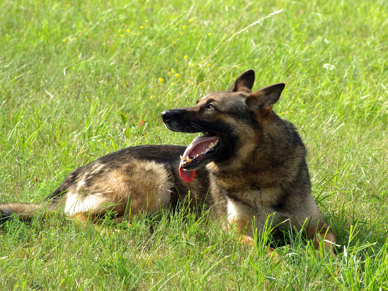 german shepherd dog animal free photo