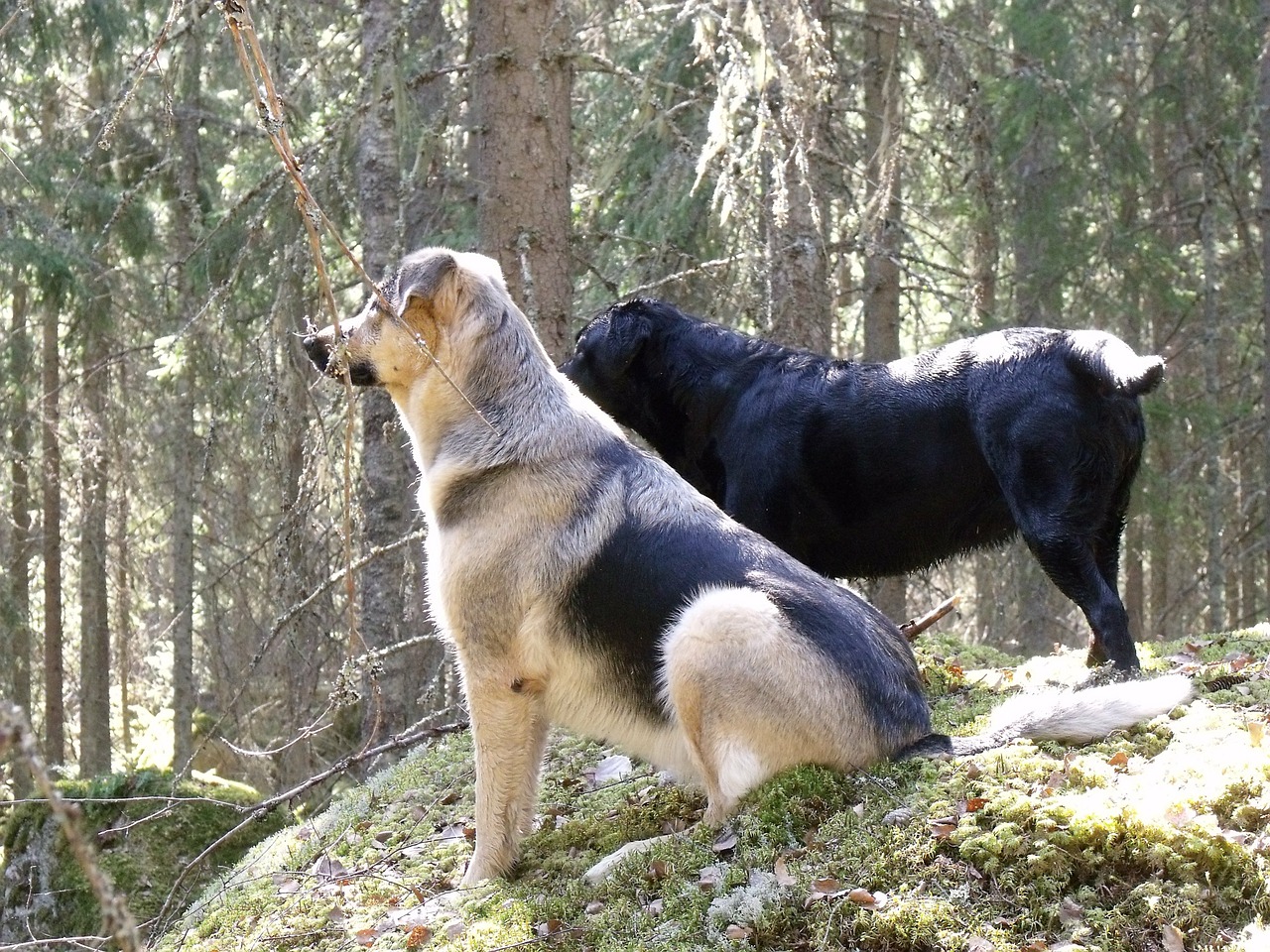 german shepherd dogs friends free photo