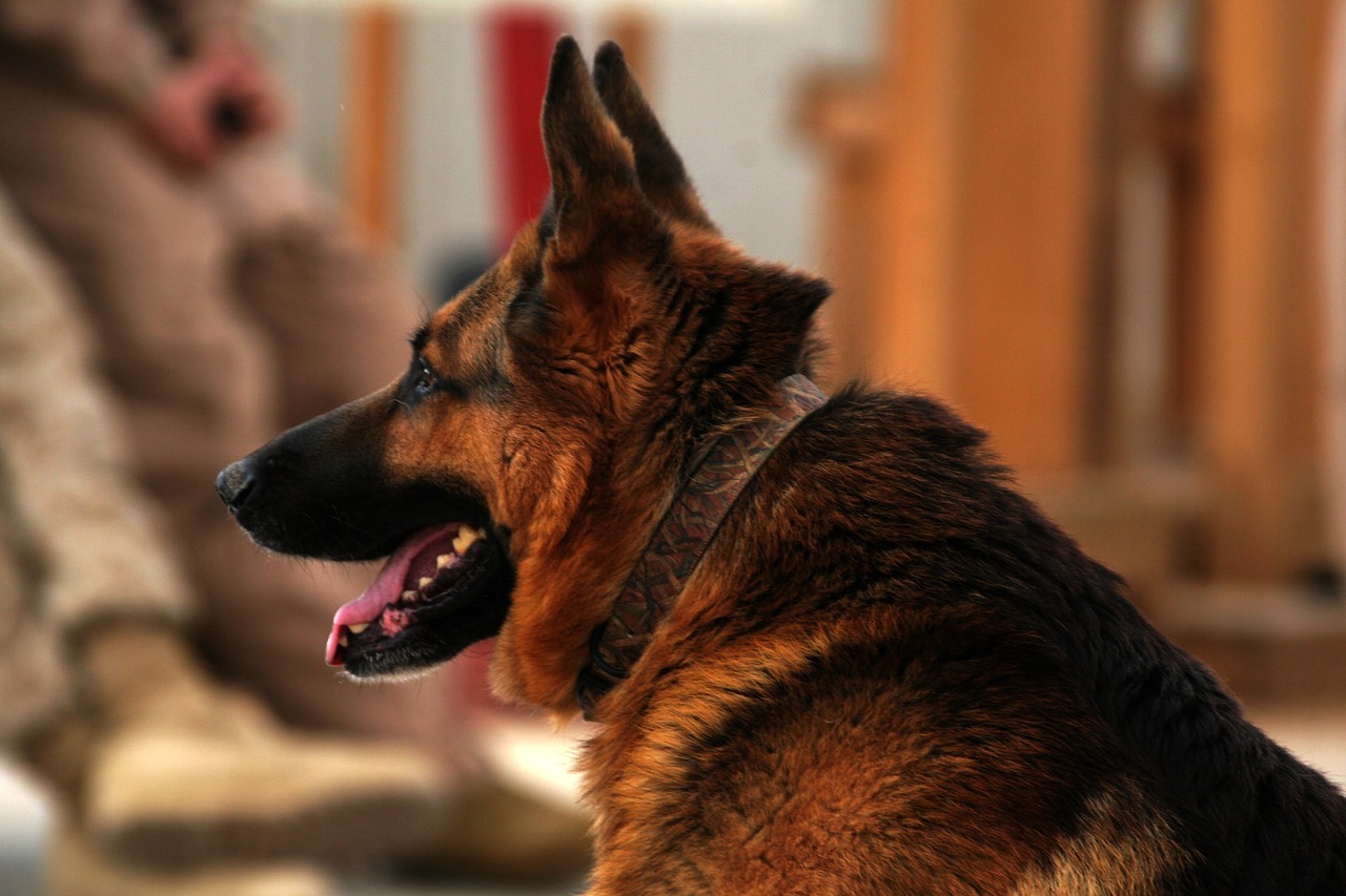 german shepherd dog canine free photo