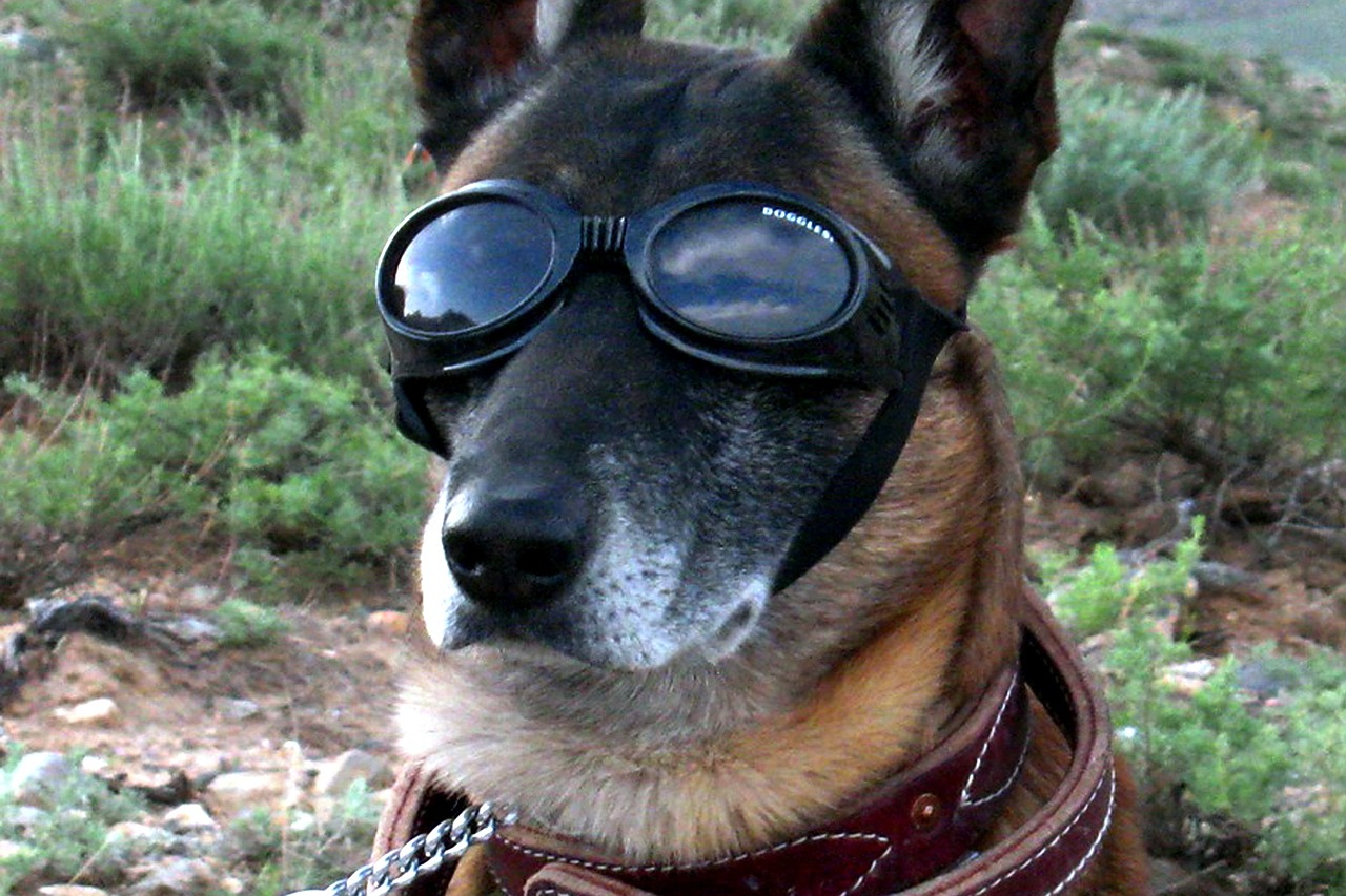 german shepherd dog goggles free photo