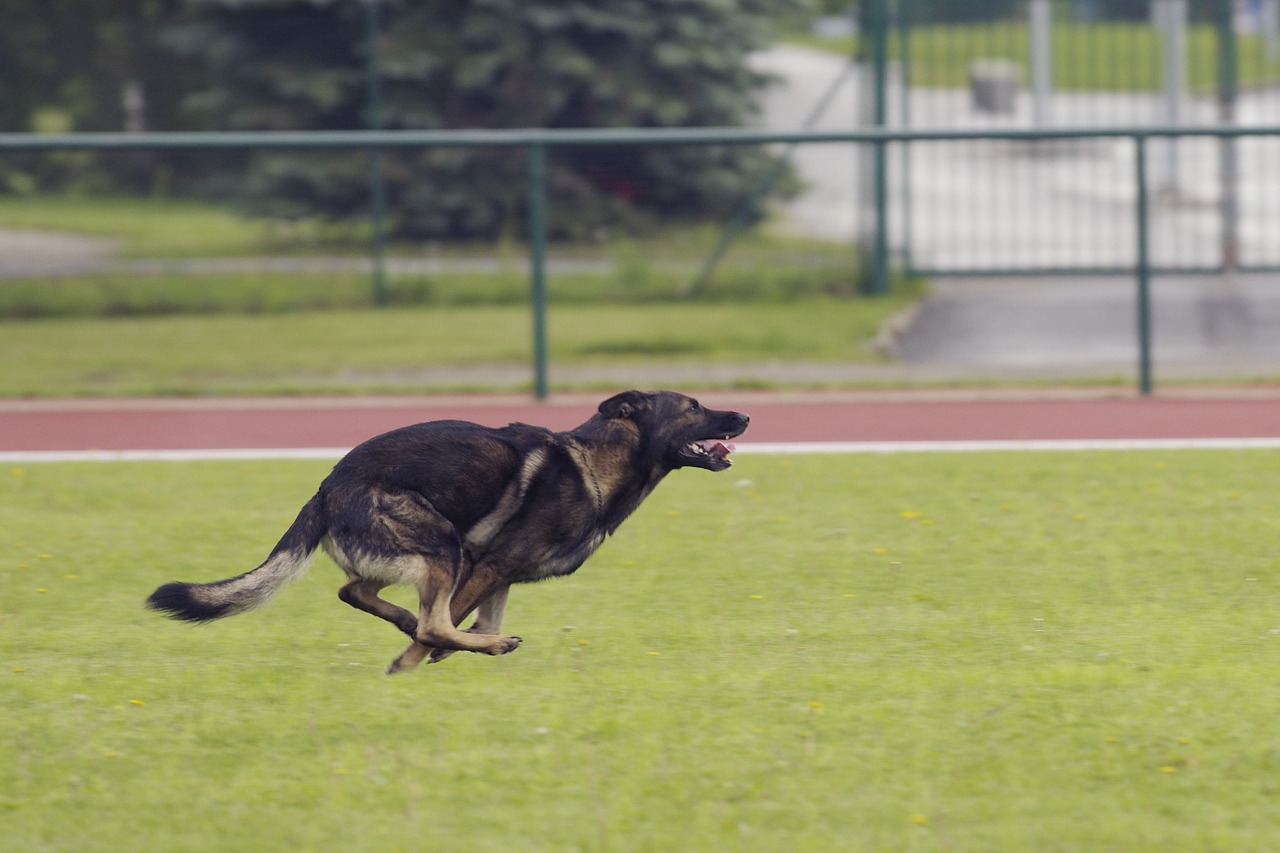 german shepherd dog running free photo