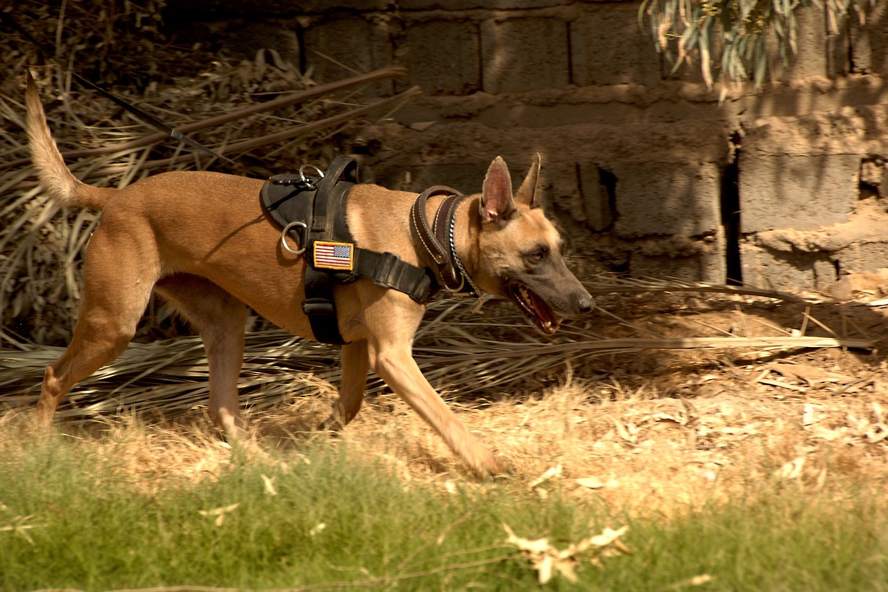 german shepherd dog canine free photo