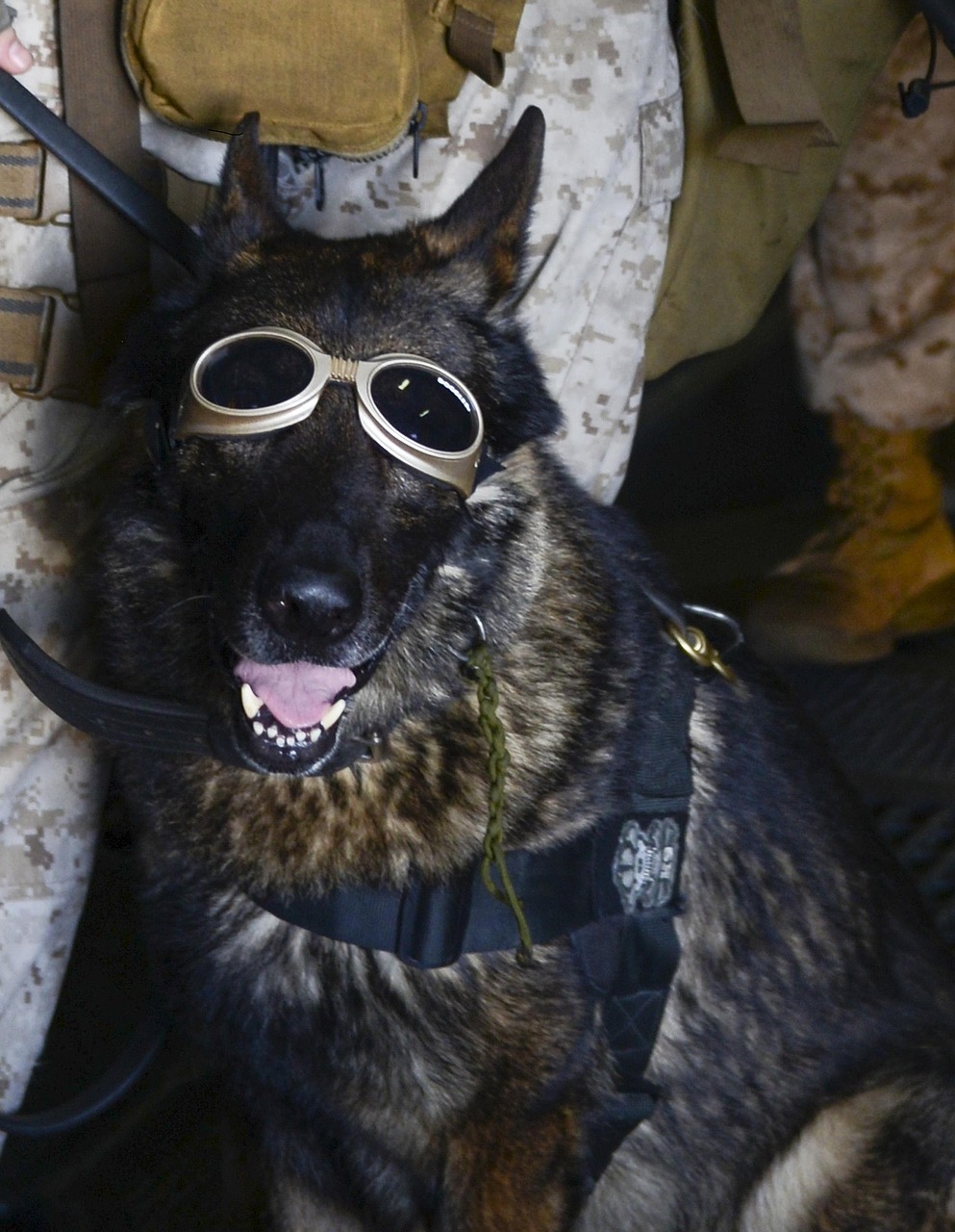 german shepherd dog goggles free photo