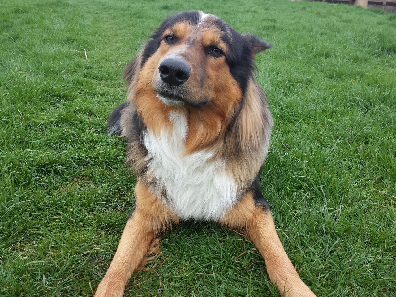 german shepherd dog lying dog free photo