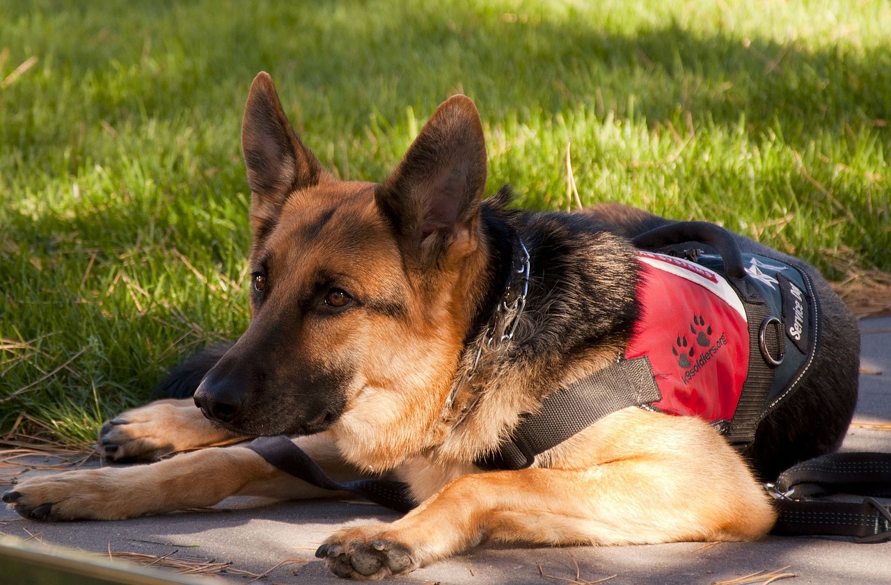 german shepherd dog canine free photo