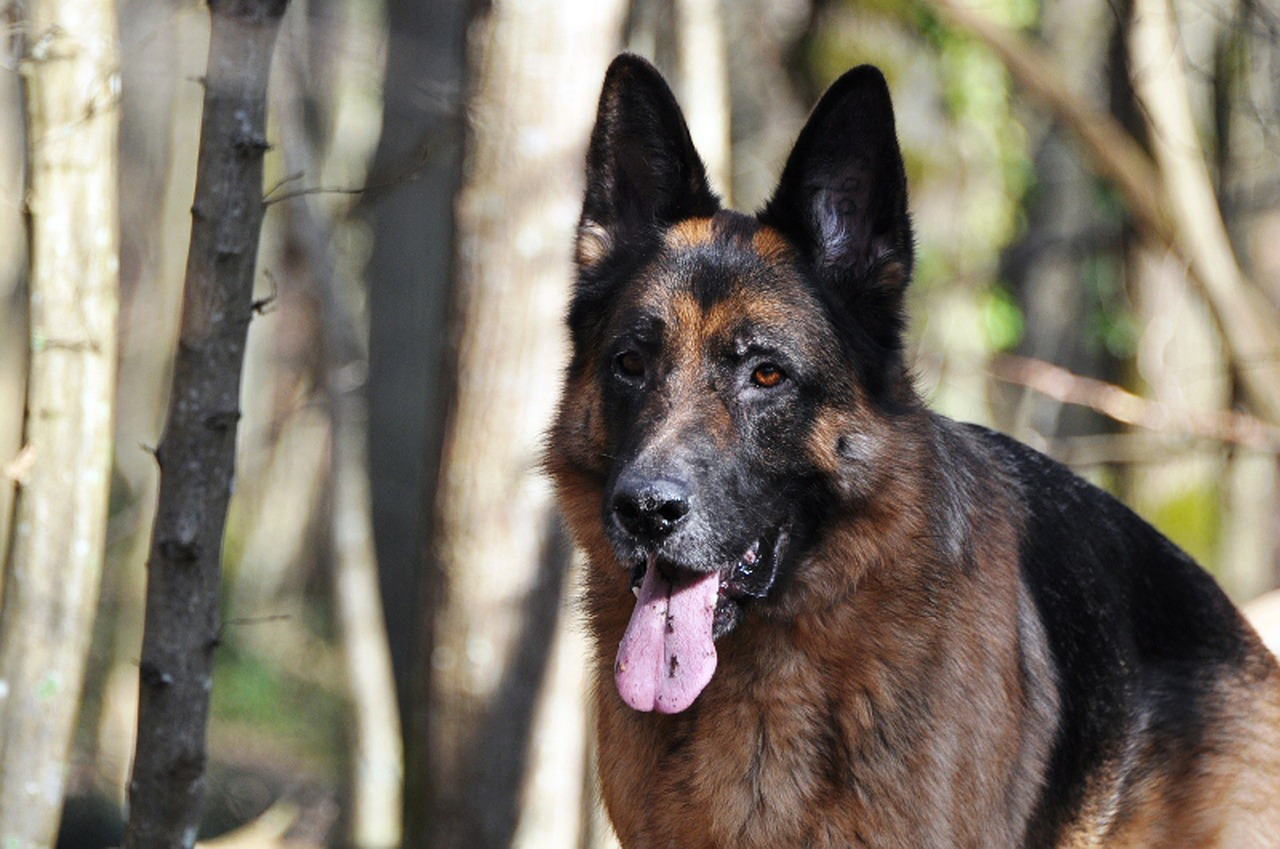 german shepherd forest dog free photo