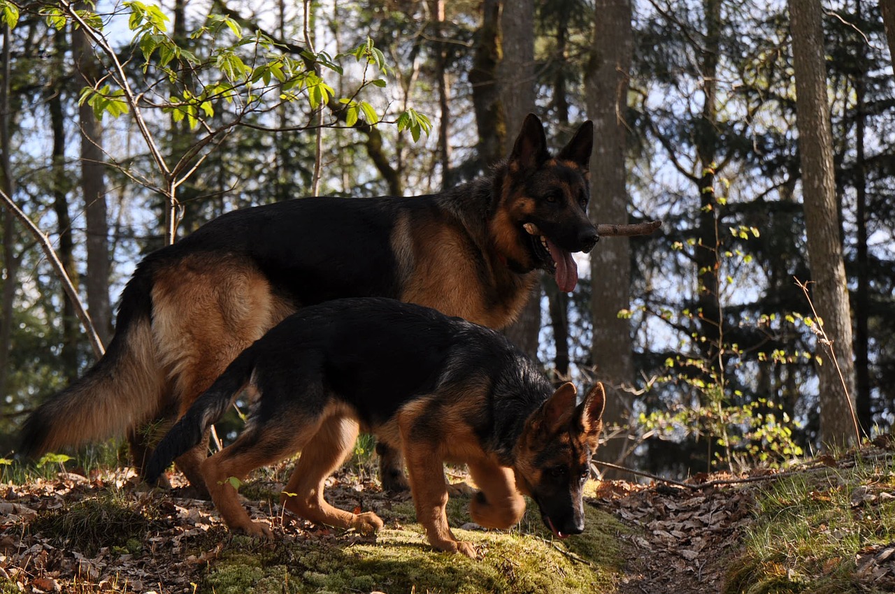 german shepherd forest dog free photo