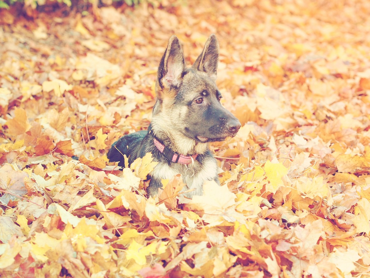 german shepherd dog autumn puppy dog free photo