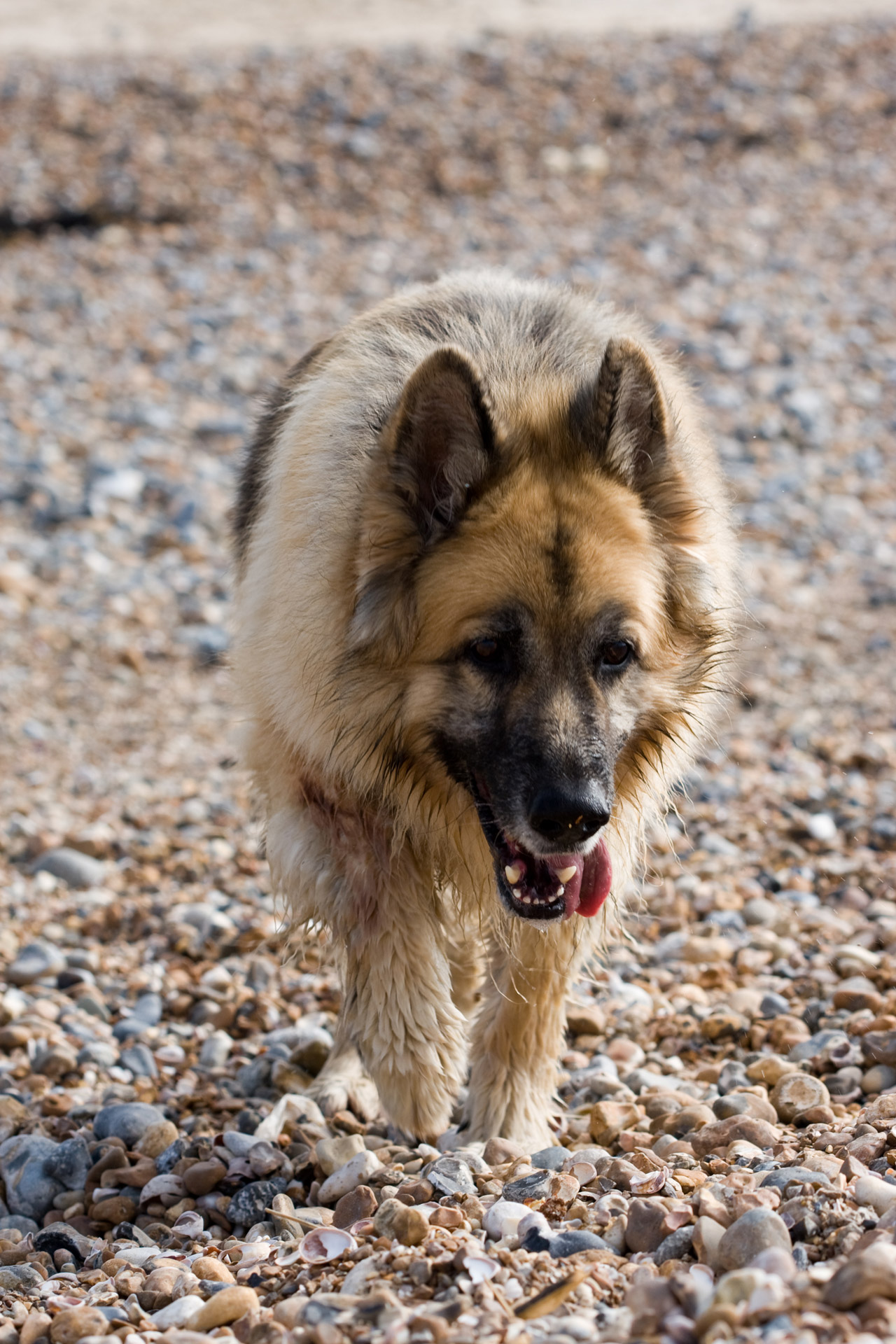 german shepherd alsatian dog free photo