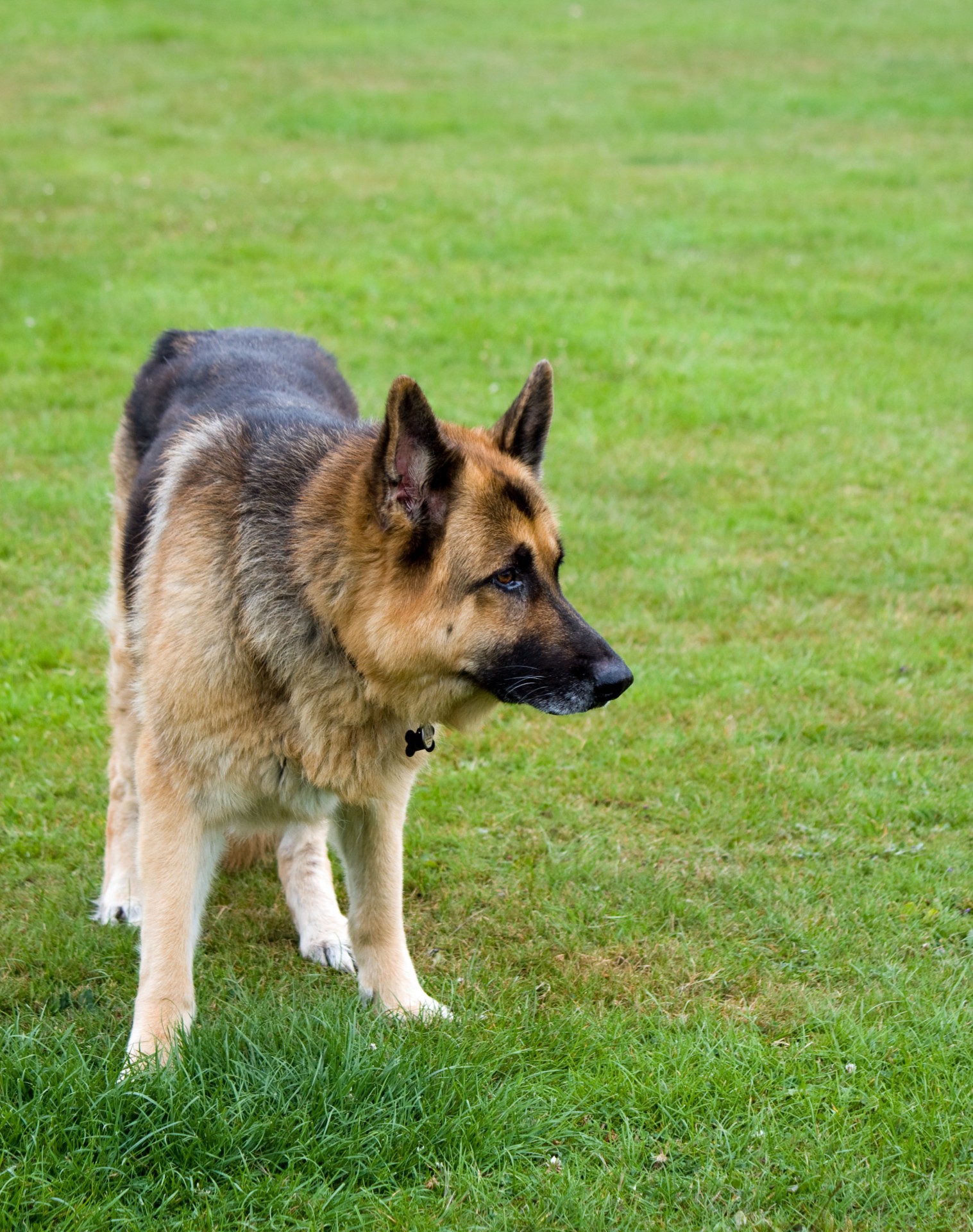 dog german shepherd alsatian free photo
