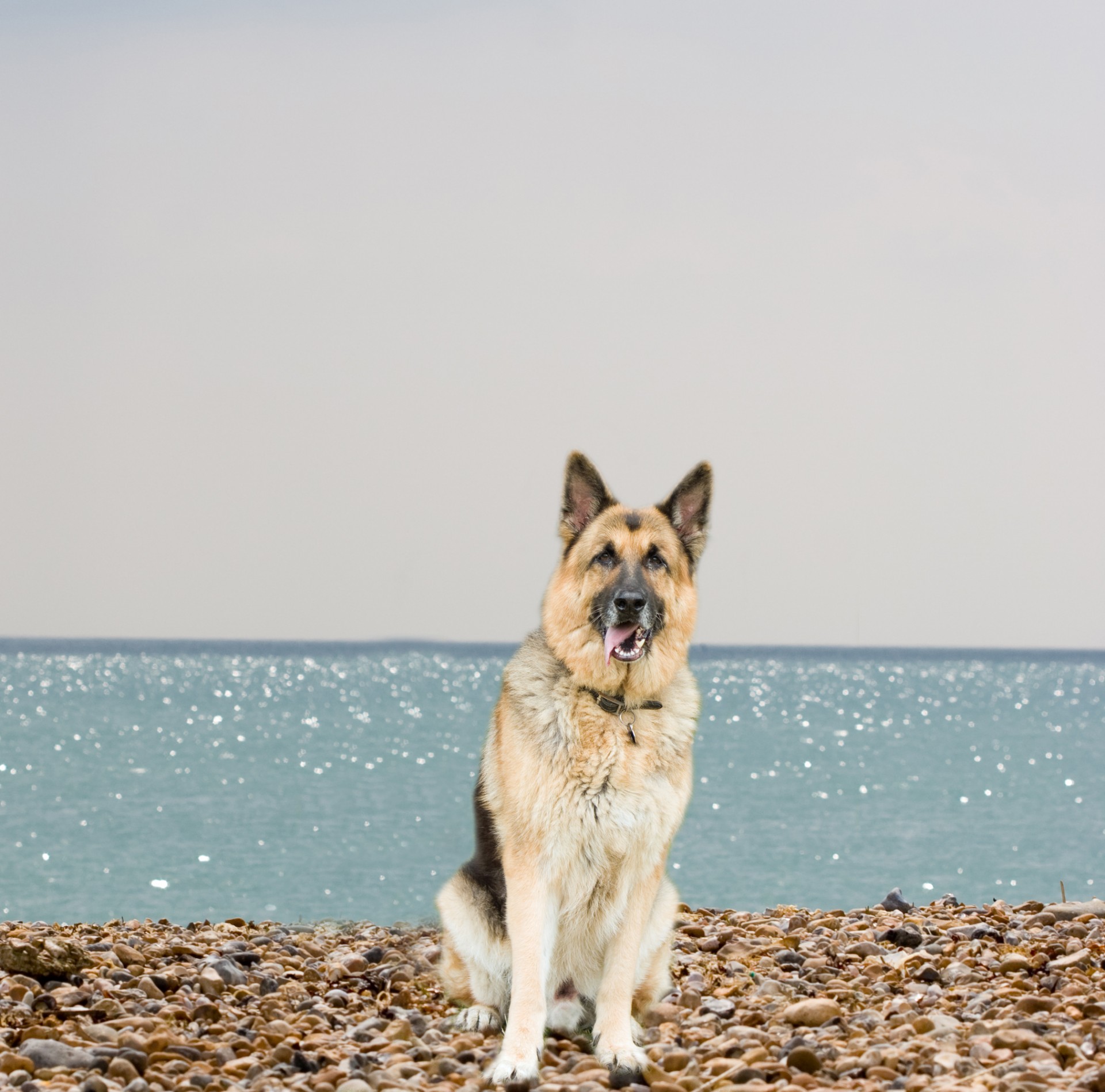 dog german shepherd alsatian free photo