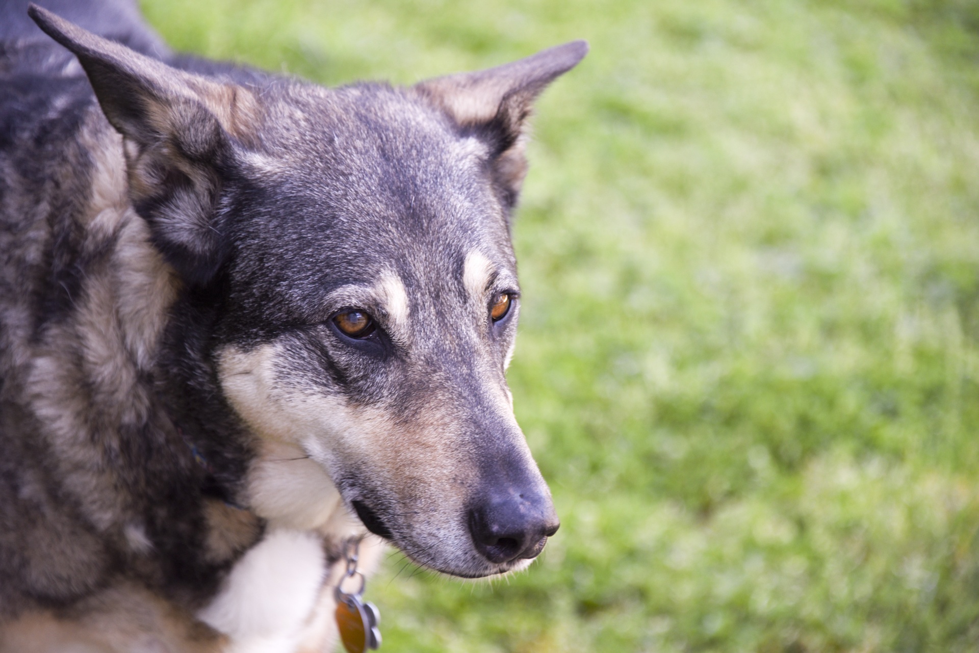 dog german shepherd head free photo