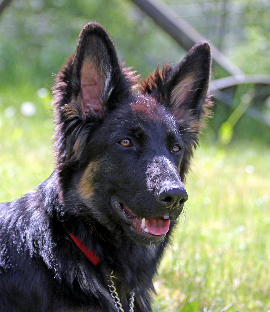 german shepherd dog long-haired youngster free photo