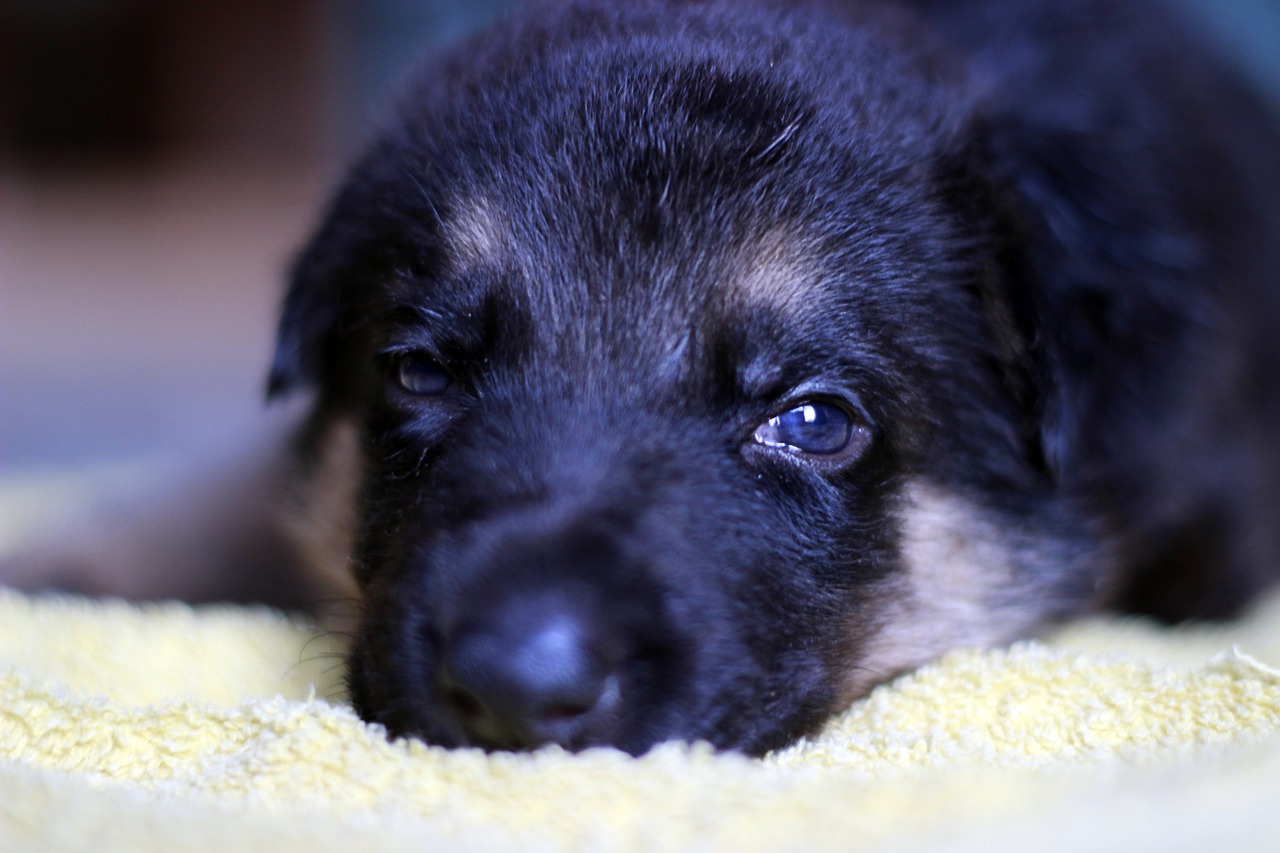 german shepherd dog puppy look free photo