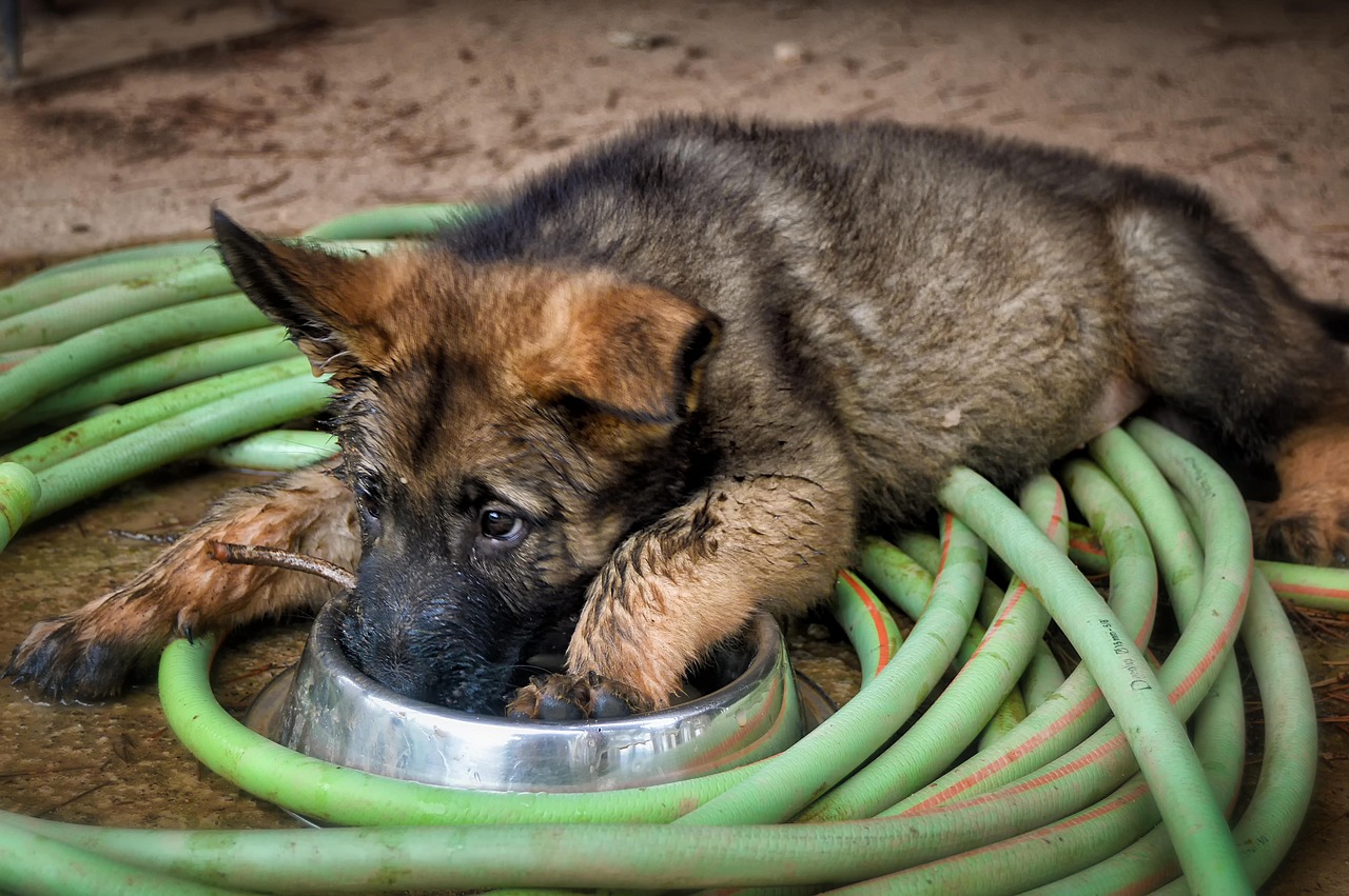 german shepherd dog  puppy  cute free photo