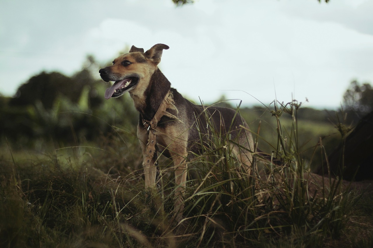 german shepherd dog dog pet free photo