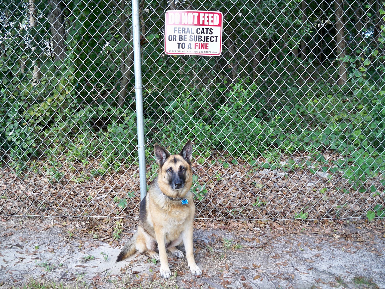 german shepherd dog animals dog free photo