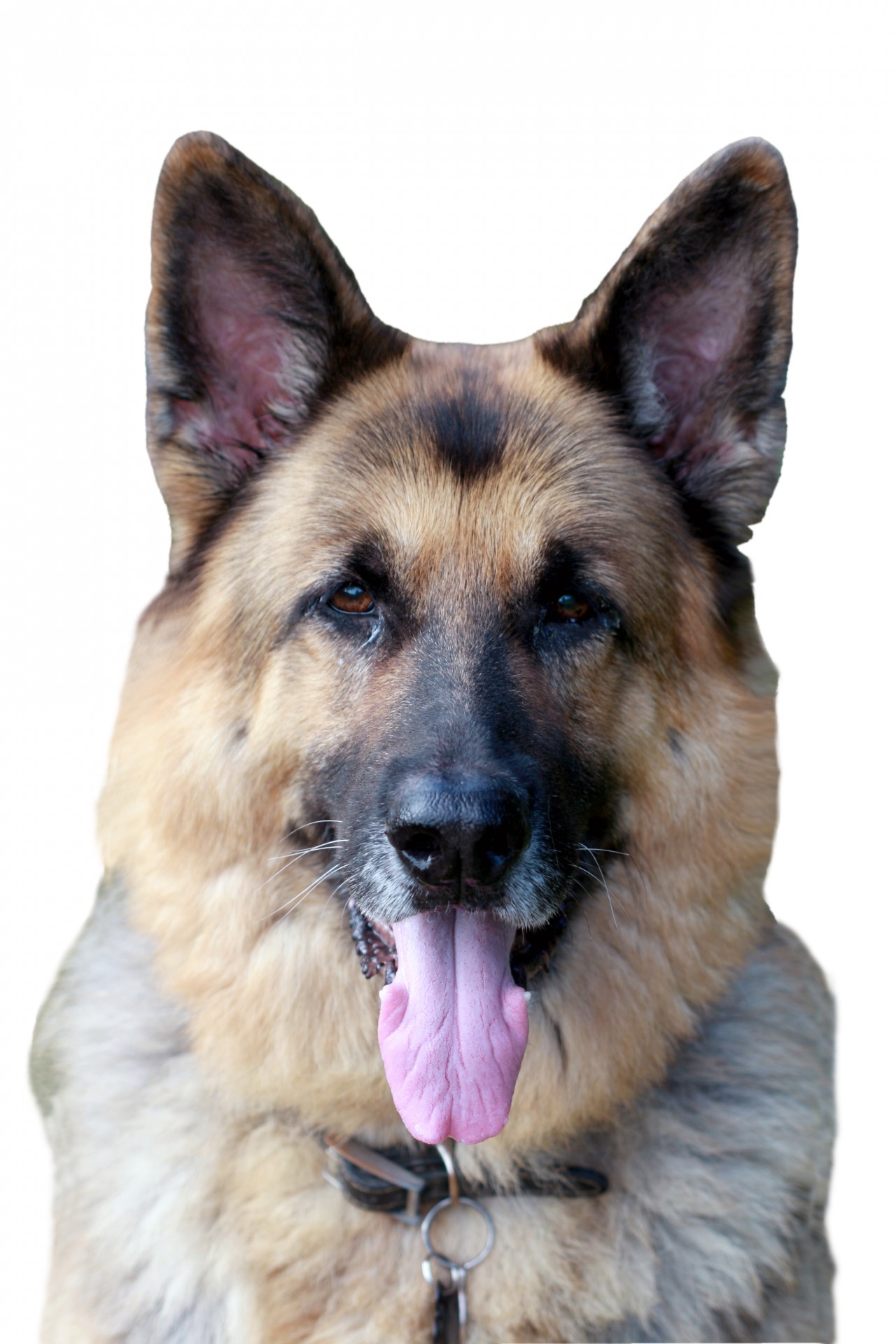 dog german shepherd alsatian free photo