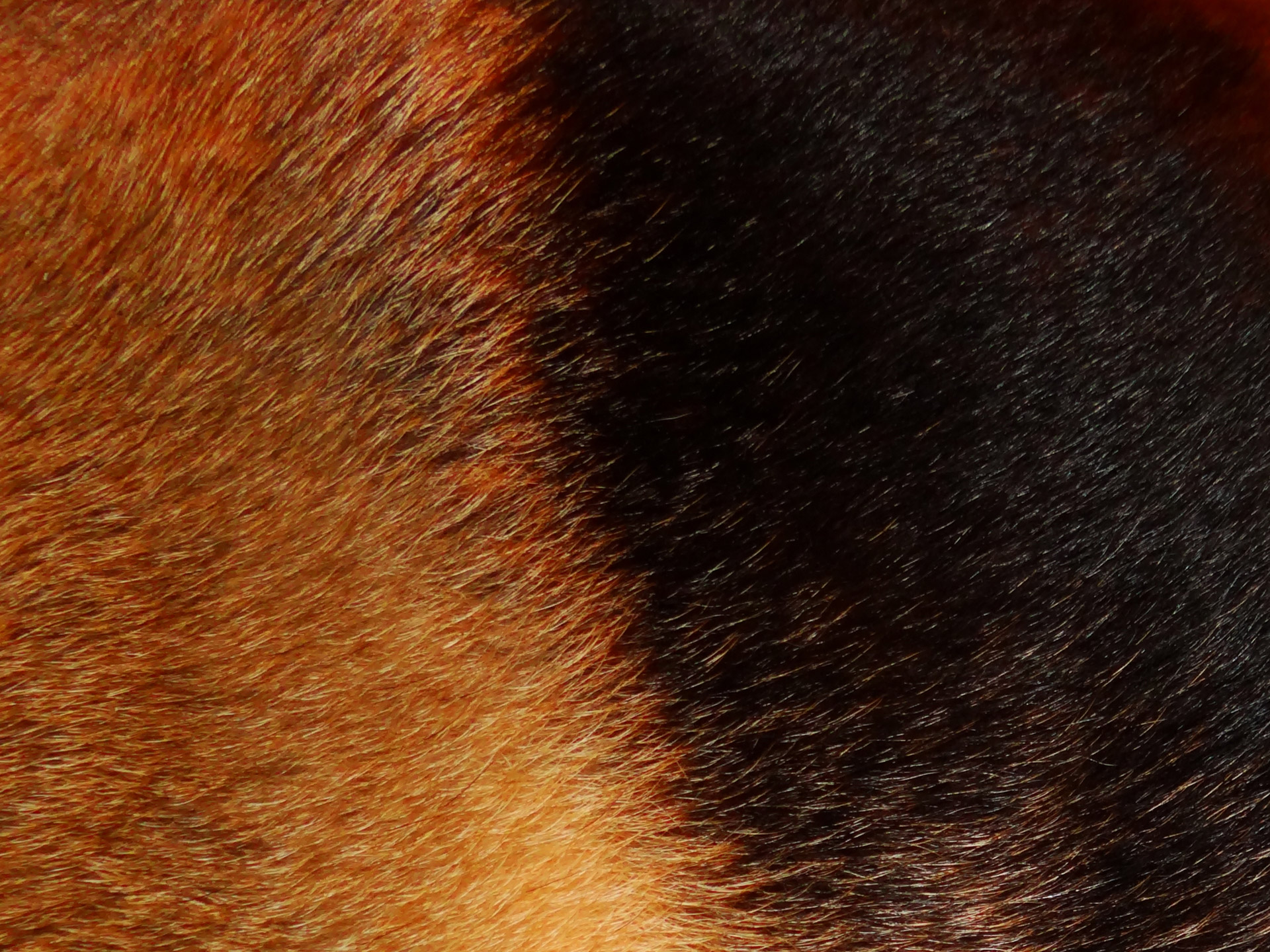 german shepherd fur showing dark and light fur free photo