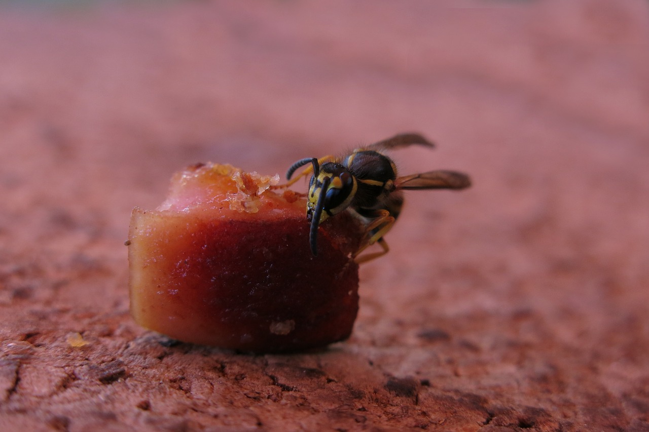 german wasp  vespula germanica  food free photo