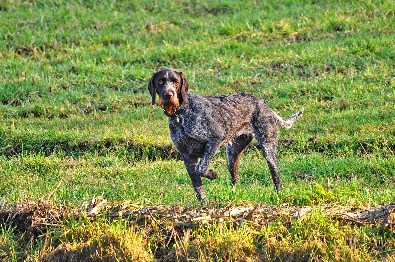 german wire haired pointer pointer hunting dog free photo