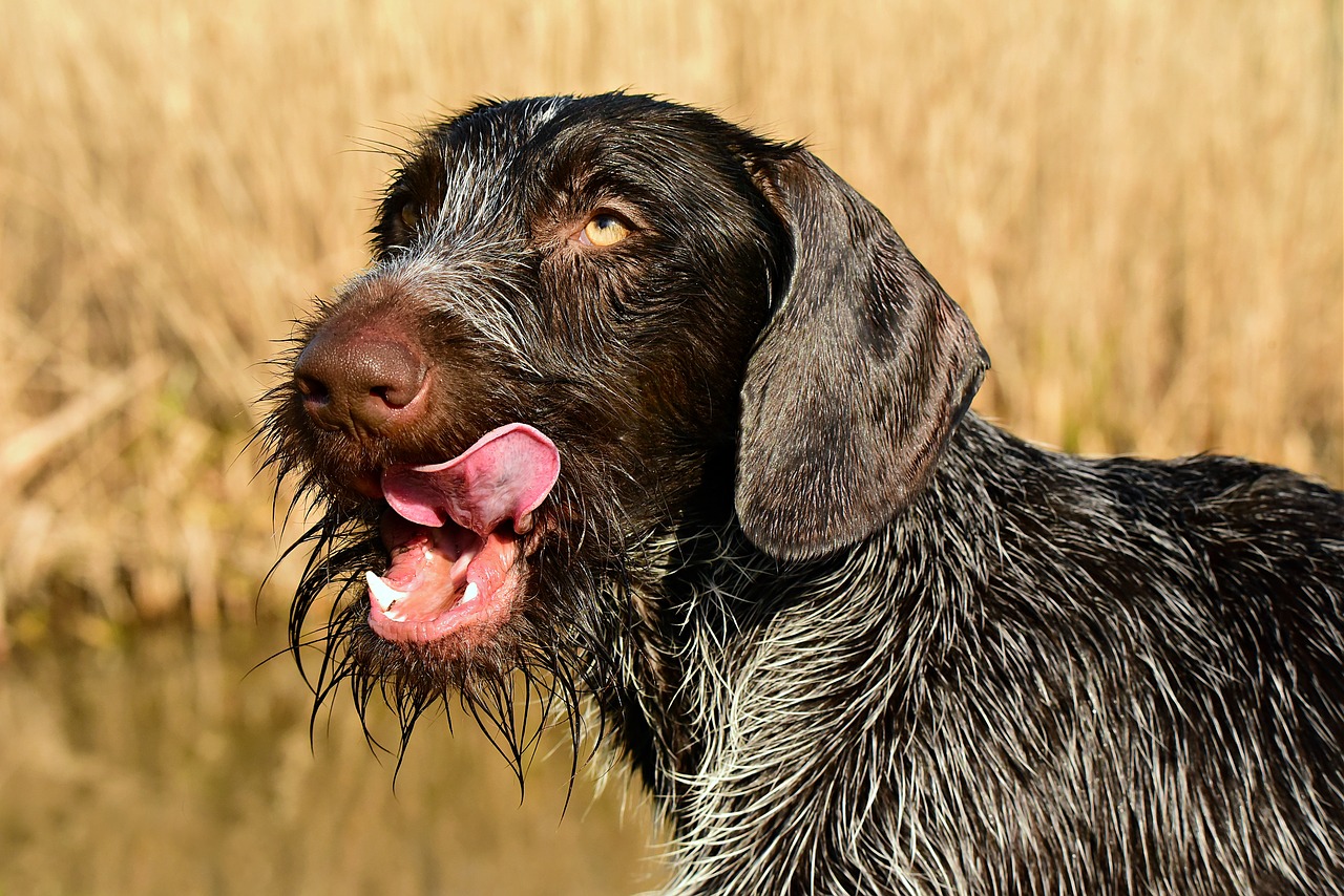 german wire haired pointer  dog  canine free photo