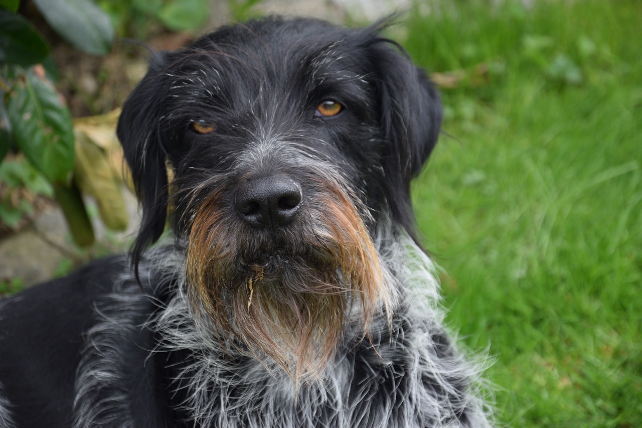 german wirehaired dog purebred dog free photo
