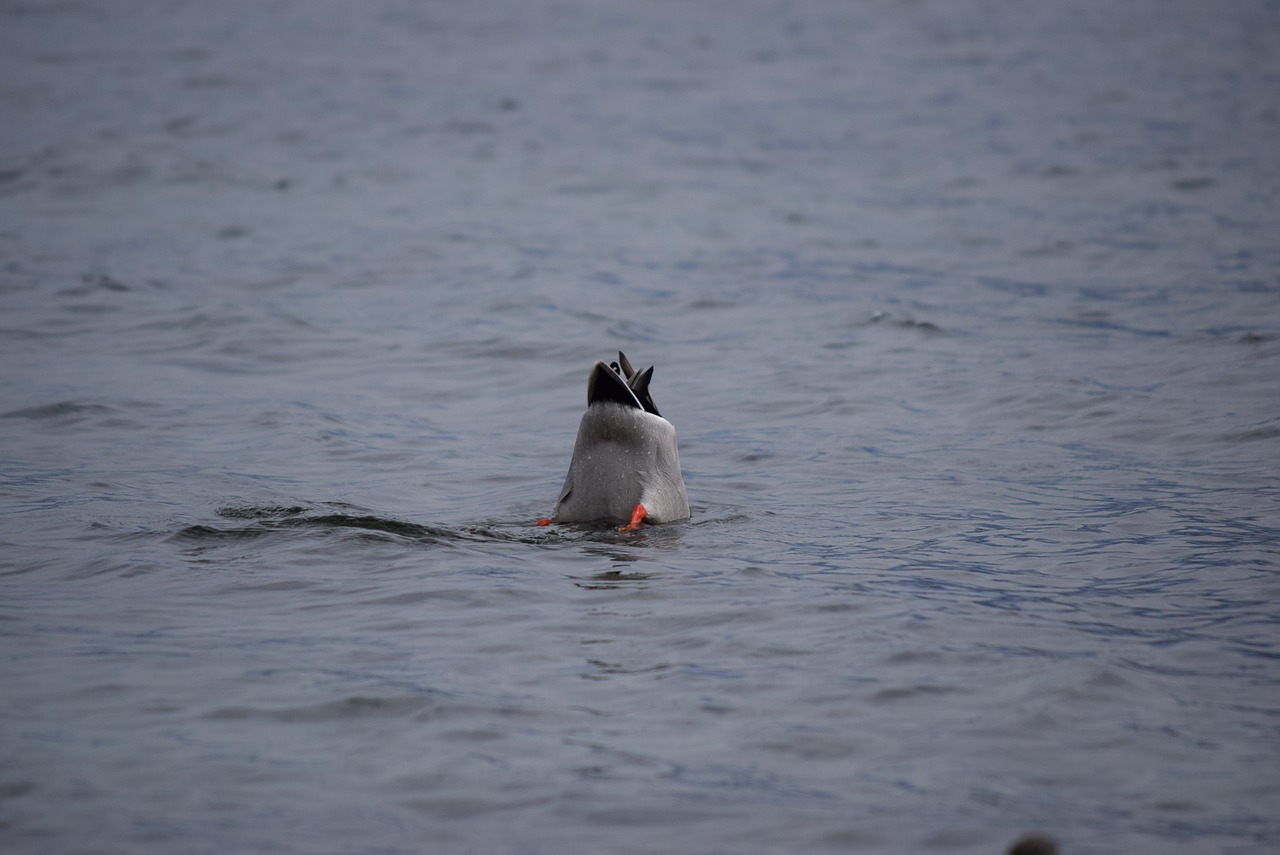 germano water lake free photo