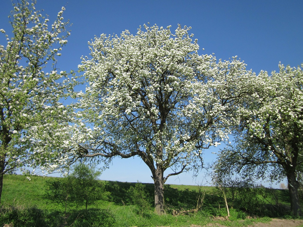 germany tree trees free photo