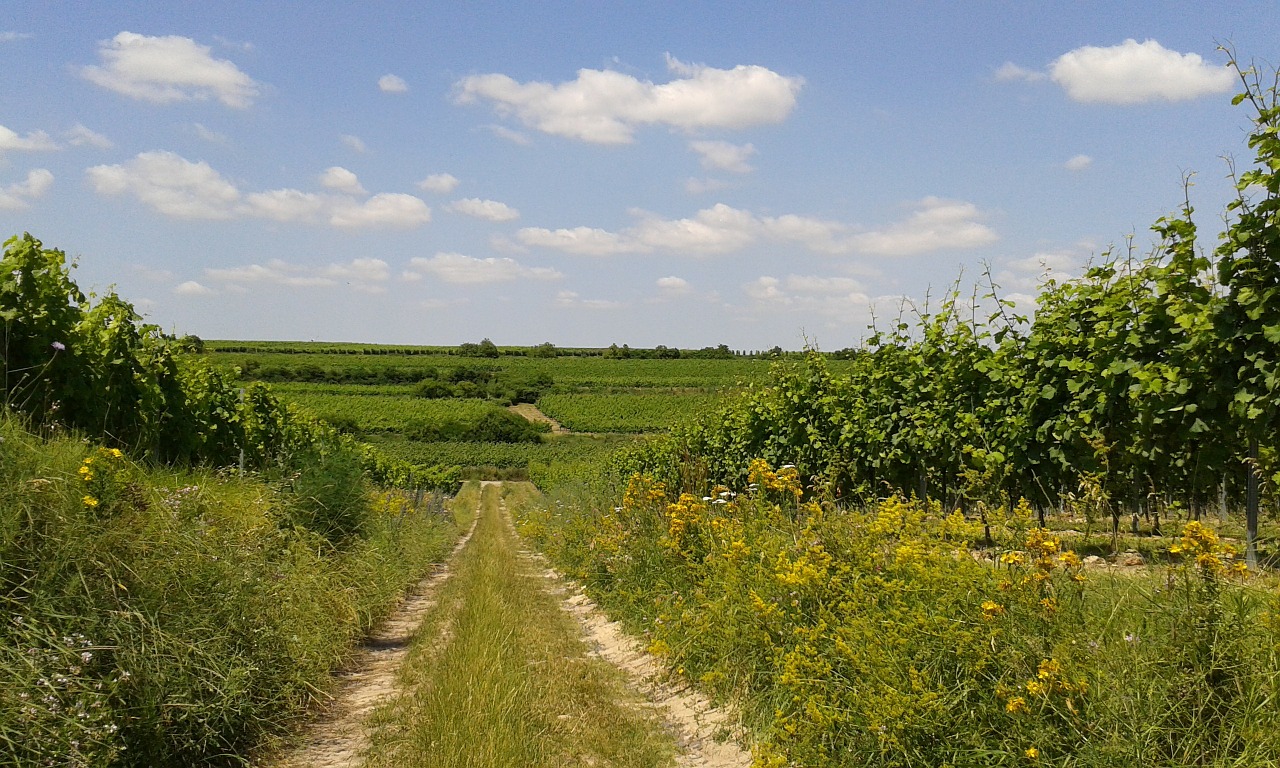 germany rheinhessen osthofen free photo