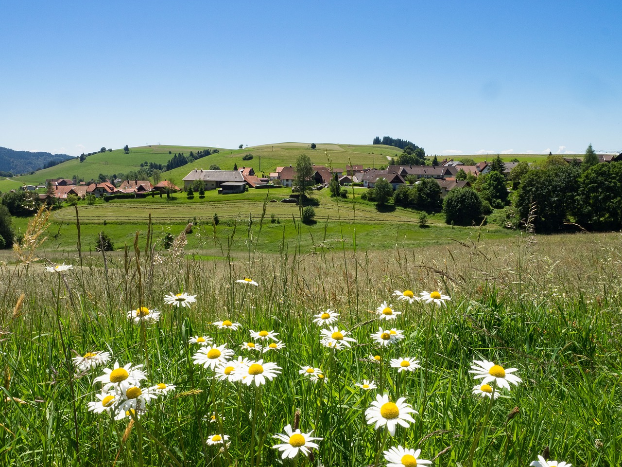 germany black forest landscape free photo