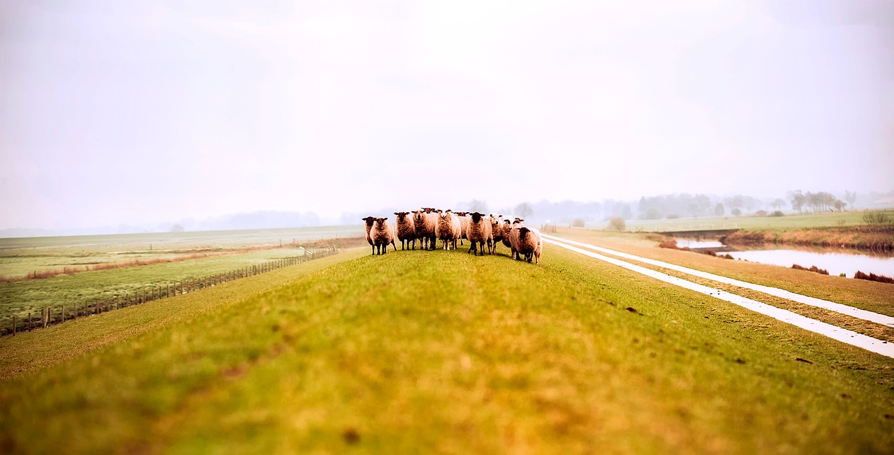 germany sheep animals free photo