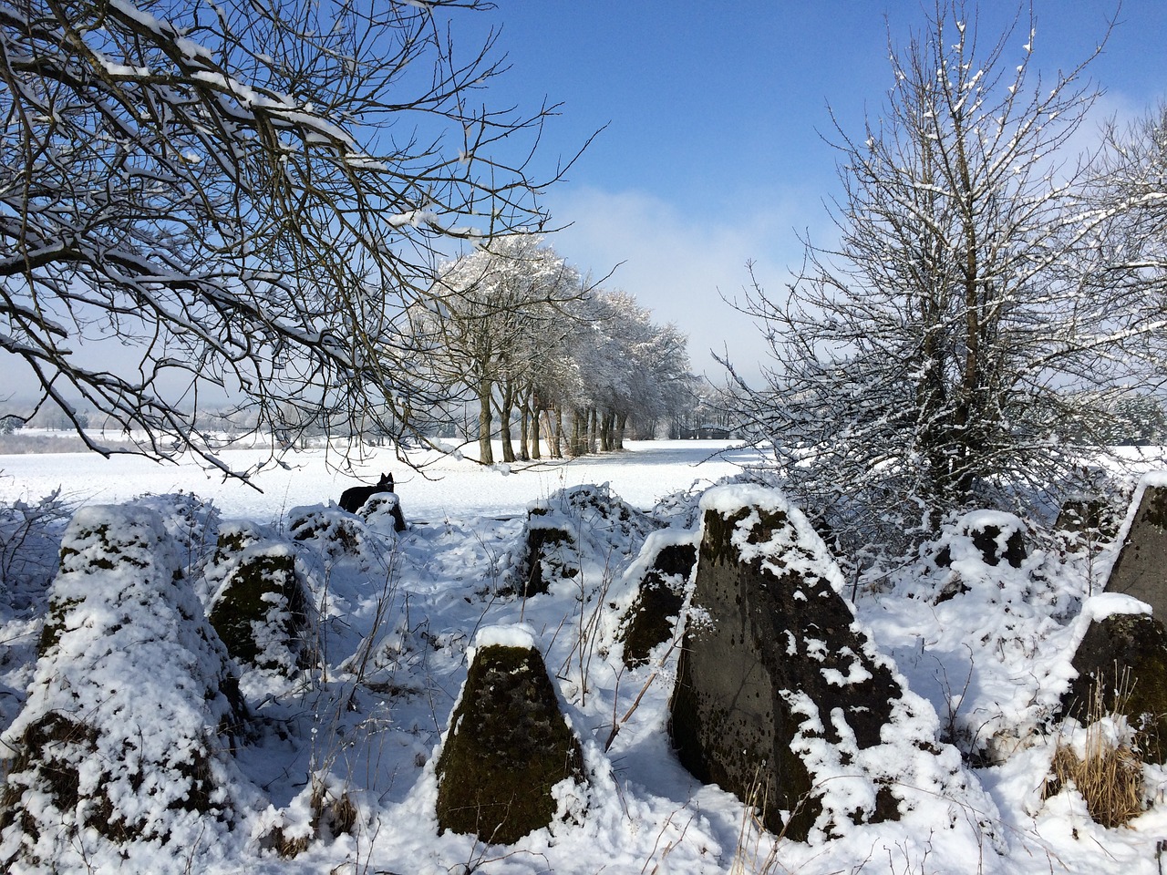 germany eifel the nature park eifel - hohes venn free photo