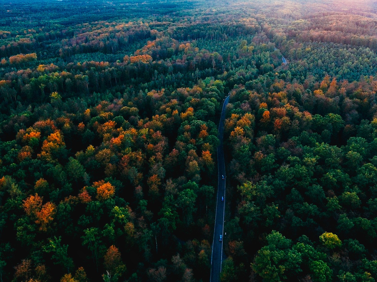 germany black forest fall free photo