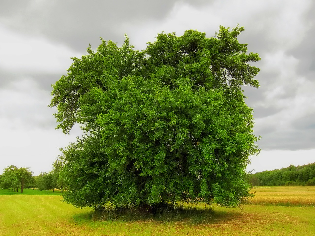 germany tree nature free photo