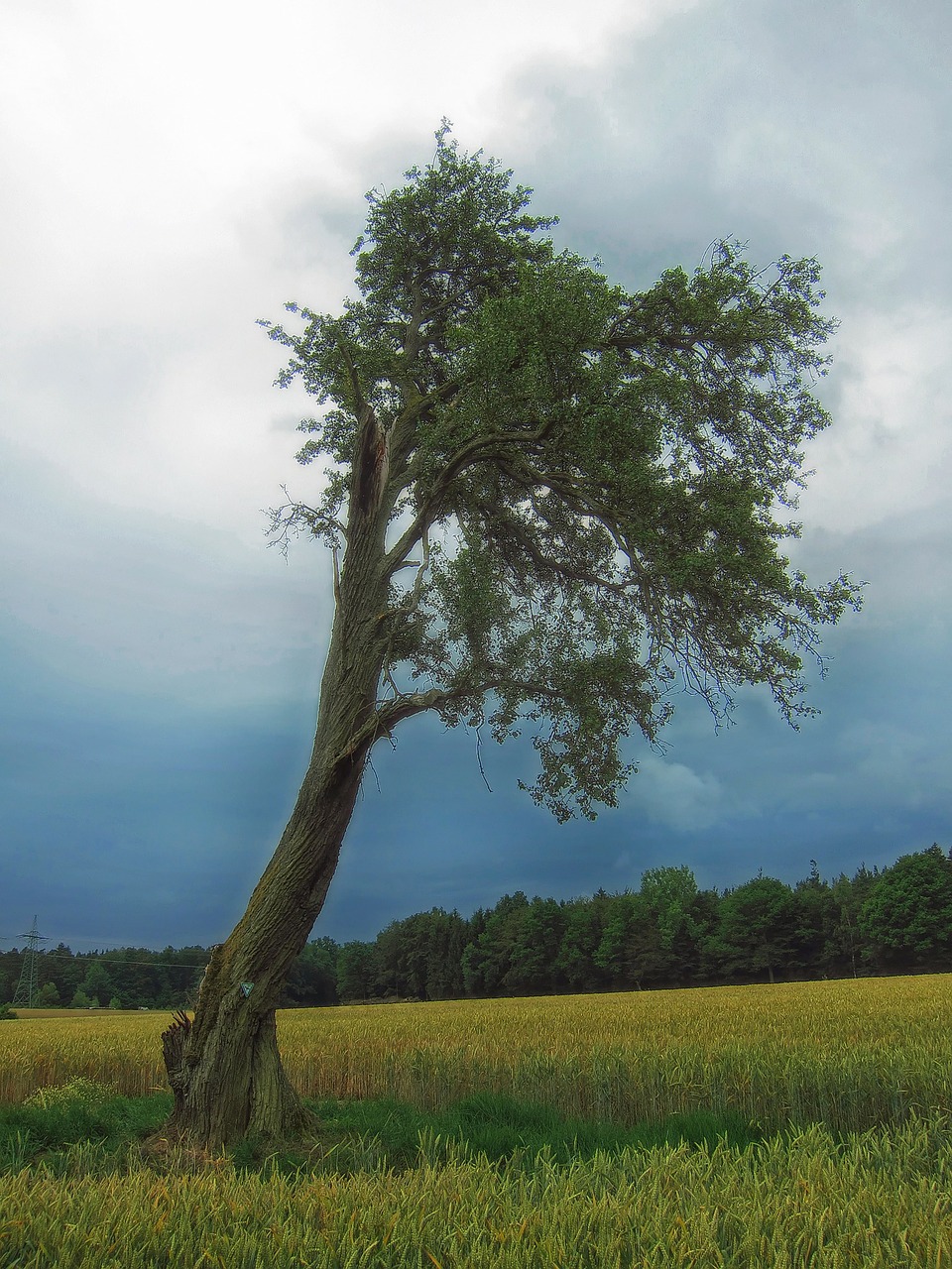 germany tree nature free photo