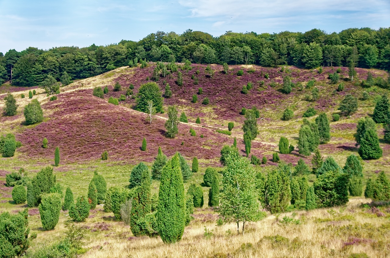 germany  lüneburg heath  heathland free photo