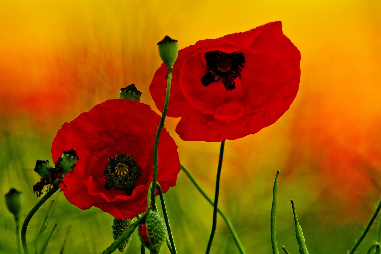 germany  mecklenburg vorpommern  poppy free photo