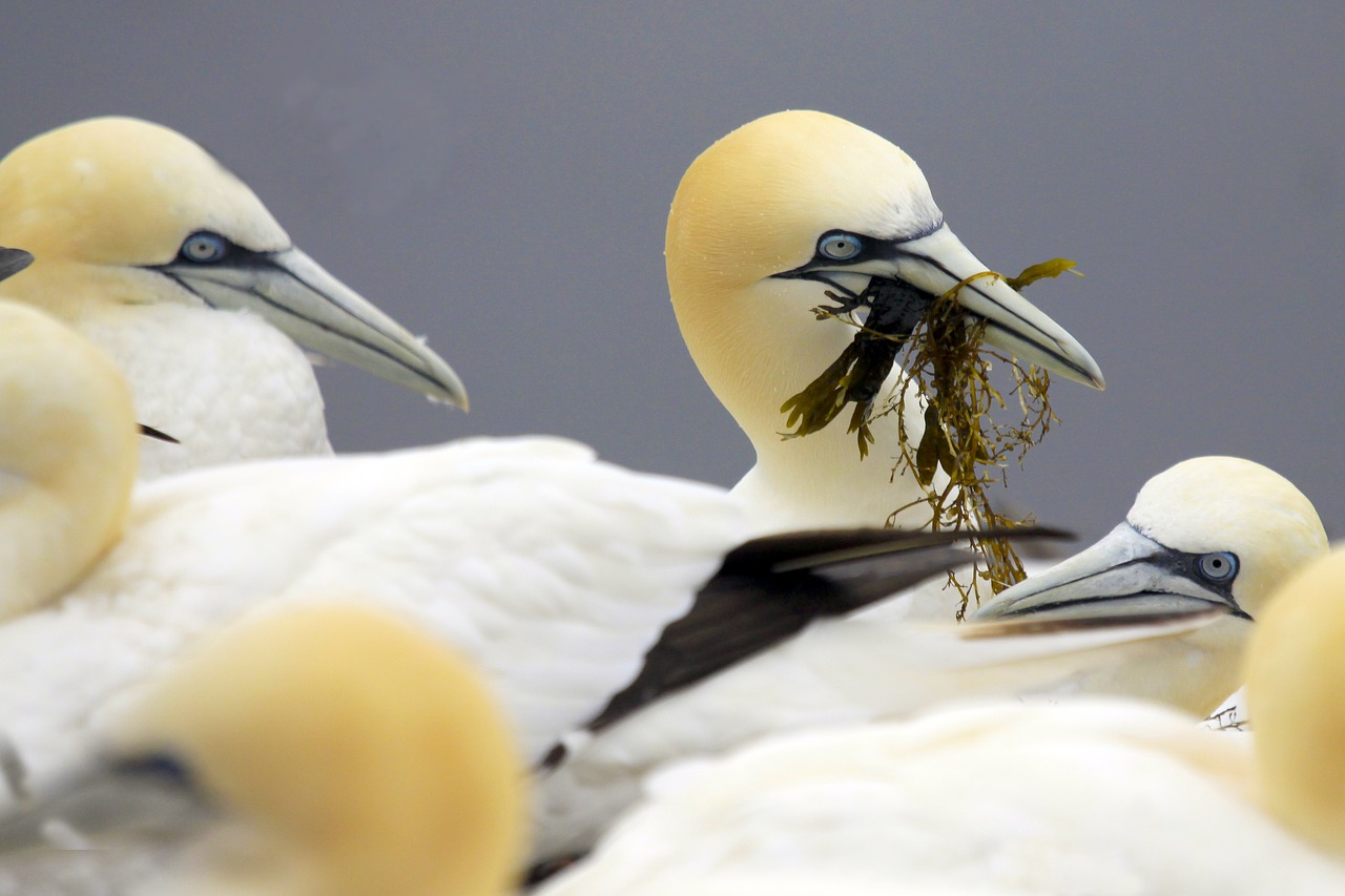 germany  mecklenburg  helgoland free photo