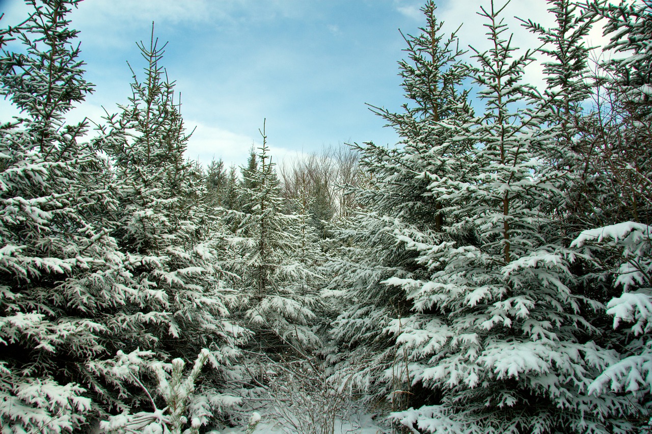 germany bavaria winter free photo