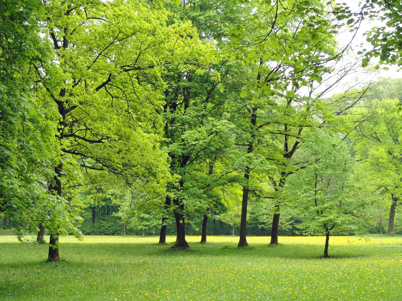 germany nature trees free photo